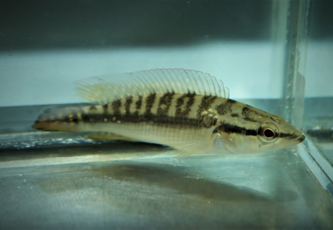 Crenicichla Edithae L