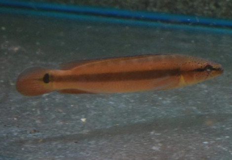 Crenicichla Strigata 20Cm