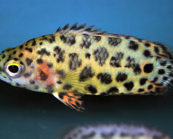 Ctenopoma Acutirostre L