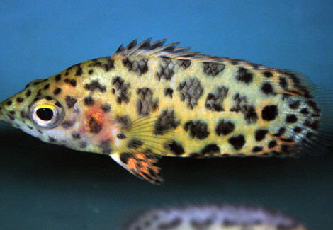 Ctenopoma Acutirostre L