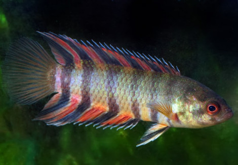 Microctenopoma Ansorgii L