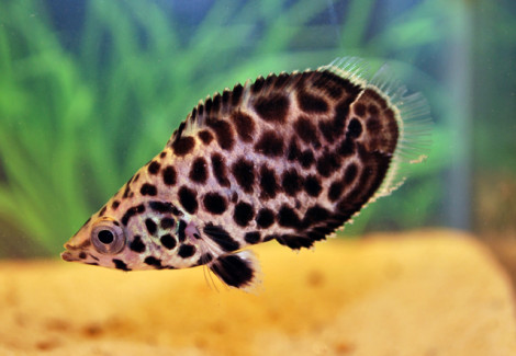 Ctenopoma Acutirostre S/M