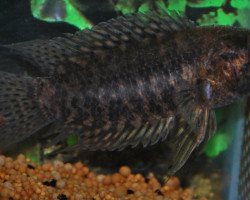 Microctenopoma Fasciolatum L