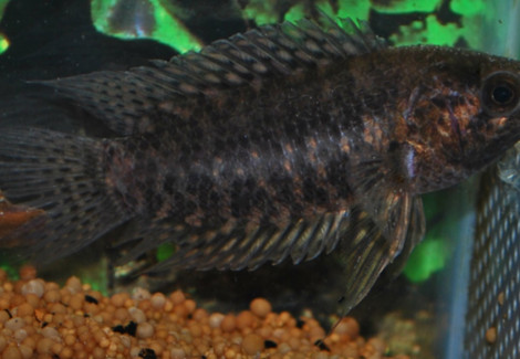 Microctenopoma Fasciolatum L