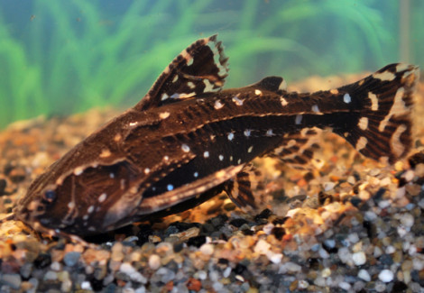 Agamyxis Pectinifrons S
