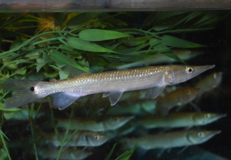 Ctenolucius Hujeta L