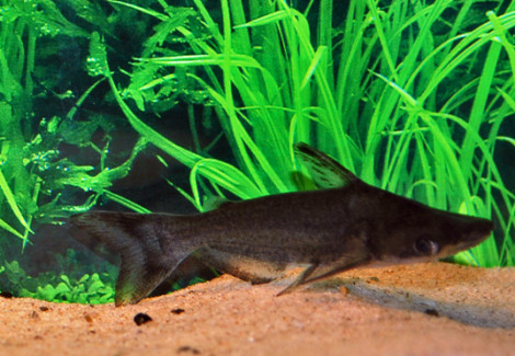 Ageneiosus Atronasus L