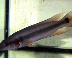 Crenicichla Lugubris L 25Cm