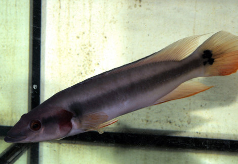 Crenicichla Lugubris L 25Cm