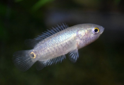 Ctenopoma Muriei L