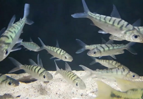 Curimata Vittata M