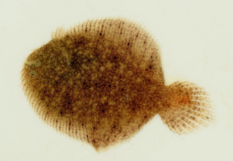 Hypoclinemus Mentalis Xl