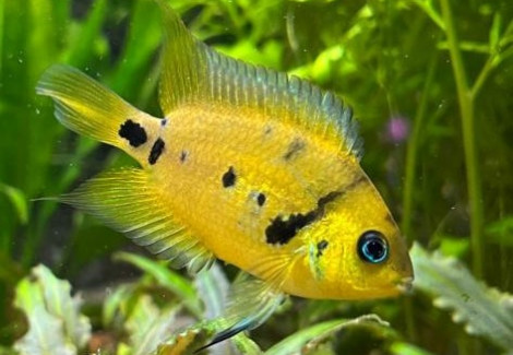 Amatitlania Altoflava L