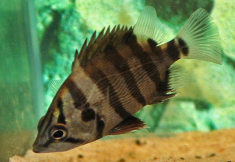 Datnioides Polota M
