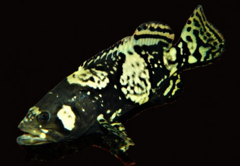 Epinephelus Lanceolatus S