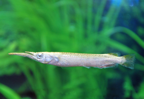 Dermogenys Pusilla Albino S