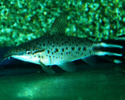 Dianema Urostriata Xl
