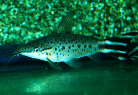 Dianema Urostriata Xl