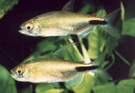 Brycinus Longipinnis S