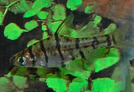 Eirmotus Octozona L