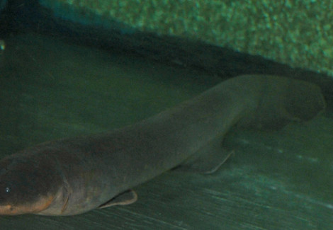 Electrophorus Electricus M