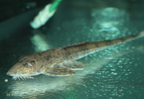 Loricaria Lata Xl