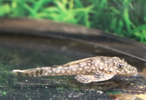Ancistrus Sp. Wabenmuster S/M
