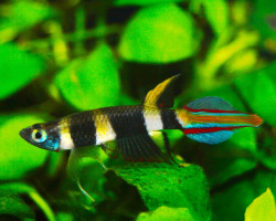 Epiplatys Annulatus L
