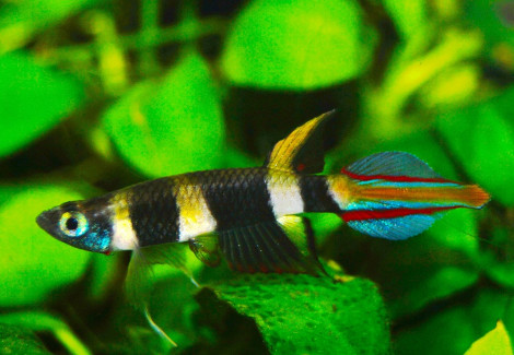 Epiplatys Annulatus L