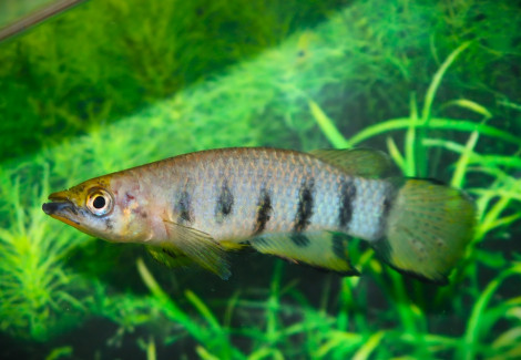 Epiplatys Dageti S