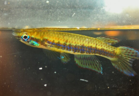 Epiplatys Nigricans Moke Mambili M