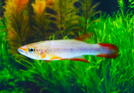 Epiplatys Lamottei M