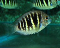 Etroplus Canarensis M/L