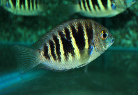 Etroplus Canarensis L
