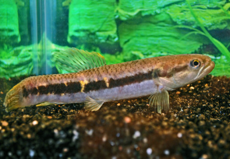 Erythrinus Erythrinus L