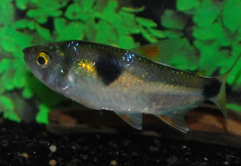 Exodon Paradoxus M