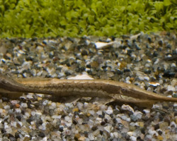 Farlowella Acus L