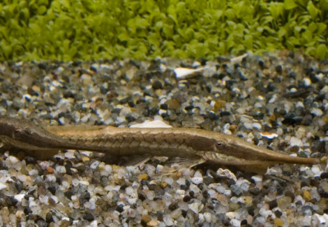 Farlowella Acus L