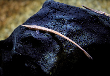 Farlowella Paraguayensis L