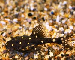 Acanthicus Adonis L