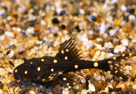 Acanthicus Adonis L