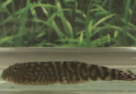 Gastromyzon Sp. Sk04 M