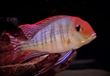 Geophagus Pyrocephalus L