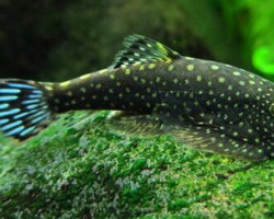 Gastromyzon Punctulatus L