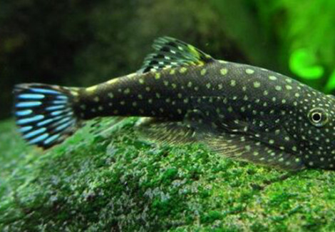 Gastromyzon Punctulatus L