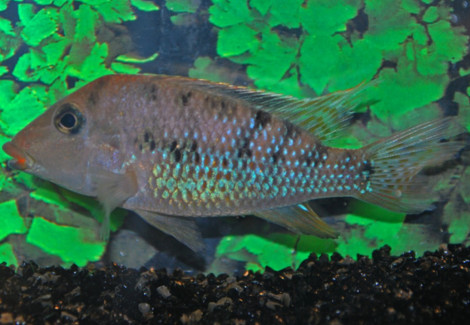 Geophagus Steindachneri/Hondae S/M