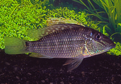 Geophagus/Satanoperca Jurupari Xl