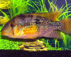 Geophagus Brasiliensis M