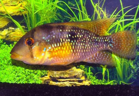 Geophagus Brasiliensis M