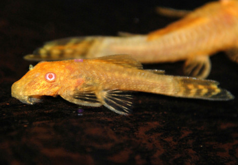 Ancistrus Gold Albino S/M
